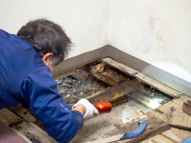 Best Residential Mold Removal  in Fountain Green, UT