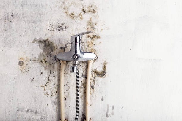 Best Mold Removal and Inspection  in Fountain Green, UT
