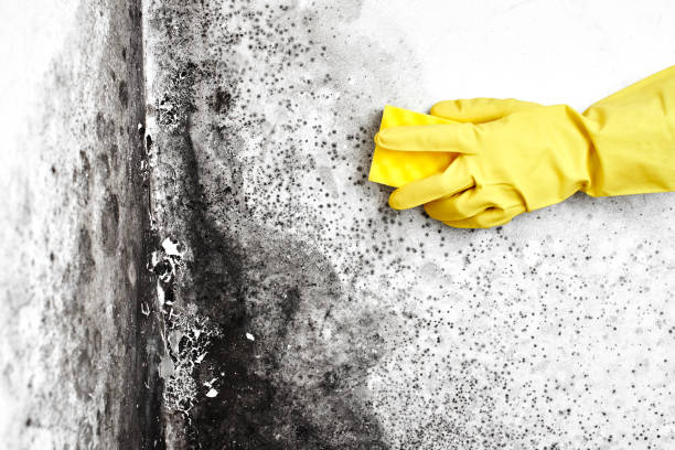 Best Black Mold Removal  in Fountain Green, UT