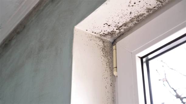 Best Commercial Mold Removal  in Fountain Green, UT