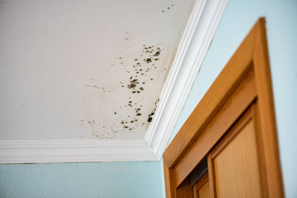 Best Best Mold Removal Companies  in Fountain Green, UT