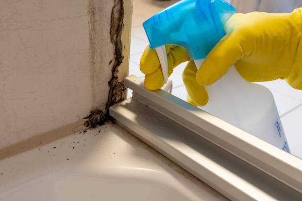 Trusted Fountain Green, UT Mold Removal Experts