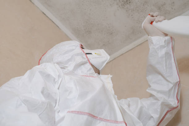Best Professional Mold Removal  in Fountain Green, UT