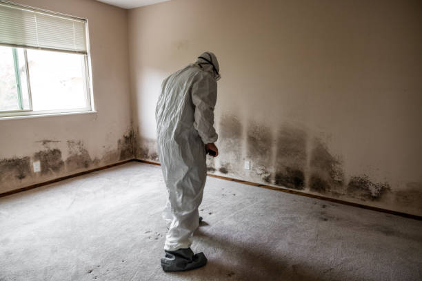 Best Certified Mold Removal  in Fountain Green, UT