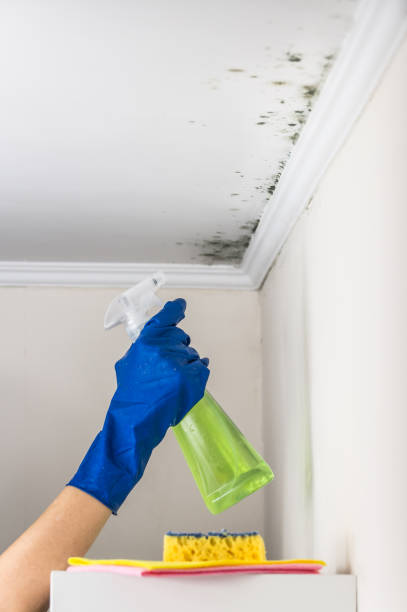Best Mold Cleaning Services  in Fountain Green, UT