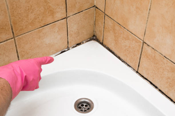 Best Local Mold Removal Service  in Fountain Green, UT
