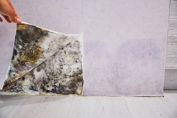 Best Emergency Mold Removal  in Fountain Green, UT